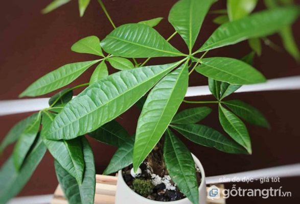 công dụng của cây kim ngân